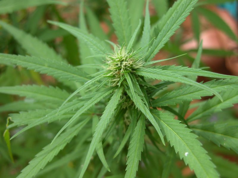 Marijuana - pablo - Flickr