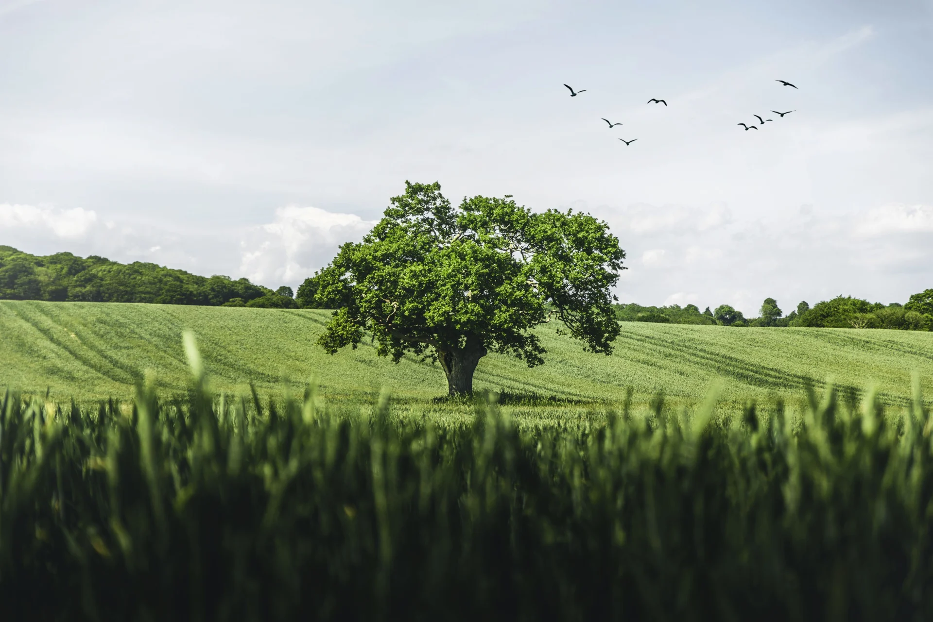 How to Solve the Other Environmental Problems